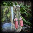 Rhodochrosite gauged earrings-Gemstone ear hangers Fashion